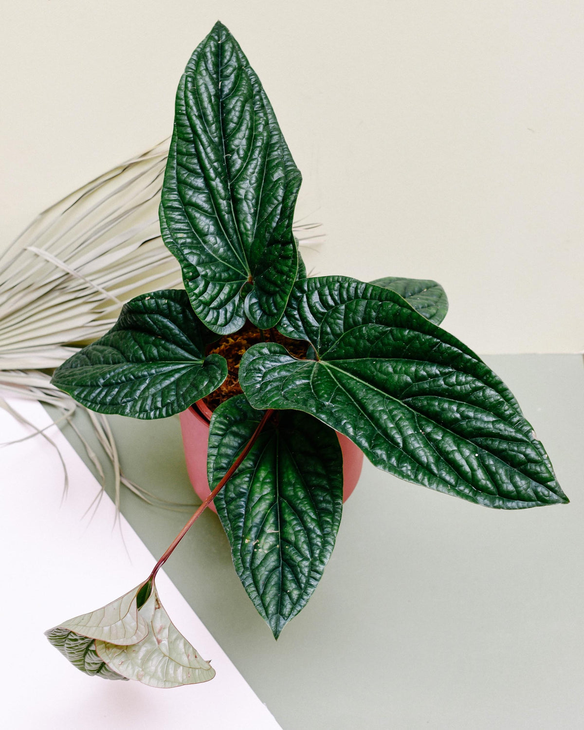 Anthurium Luxurians x Radicans Medium top view showing glossy thick leaves