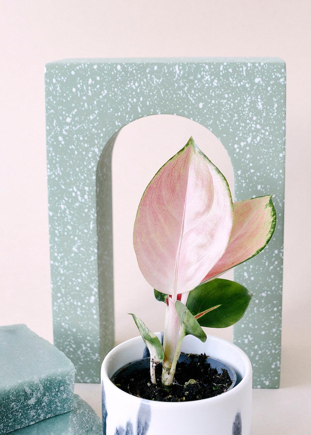 Aglaonema Red Zircon Baby Default Title 1