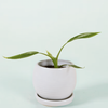Philodendron holtonianum Plug