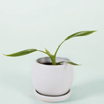 Philodendron holtonianum Plug