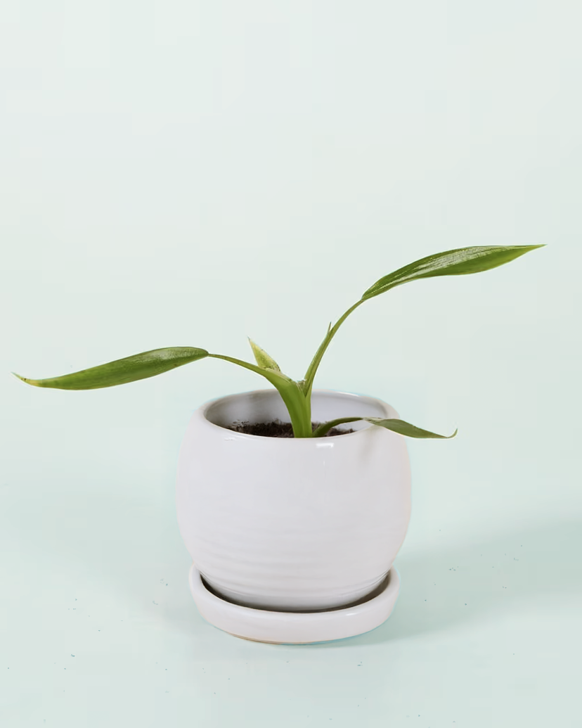 Philodendron holtonianum XS Baby (Plug Size)