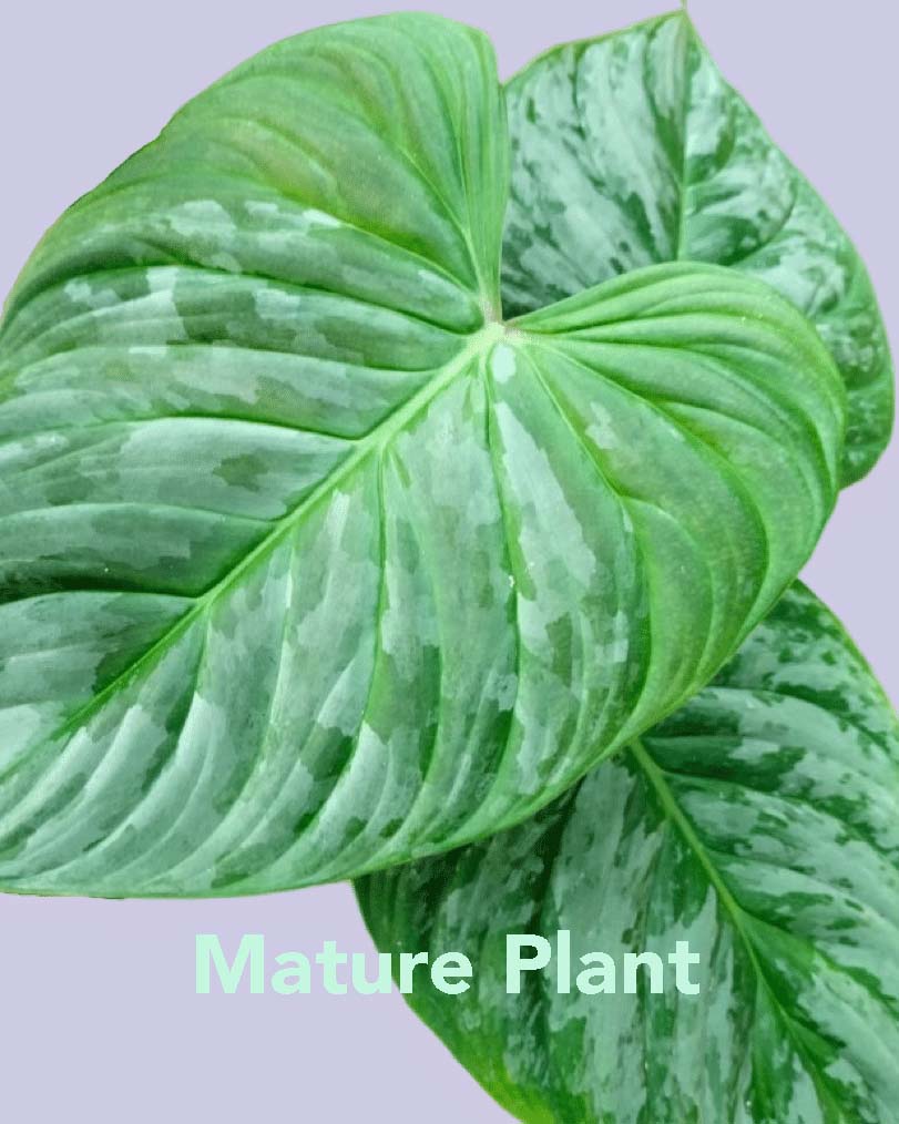 Mature Philodendron ‘Majestic’ leaf close-up showing silvery mottled texture and deep green veins.
