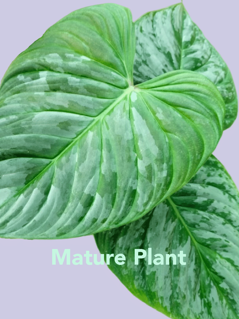 Philodendron 'Majestic' (sodiroi x verrucosum)