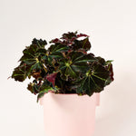 Begonia Rex Dark Mambo Medium