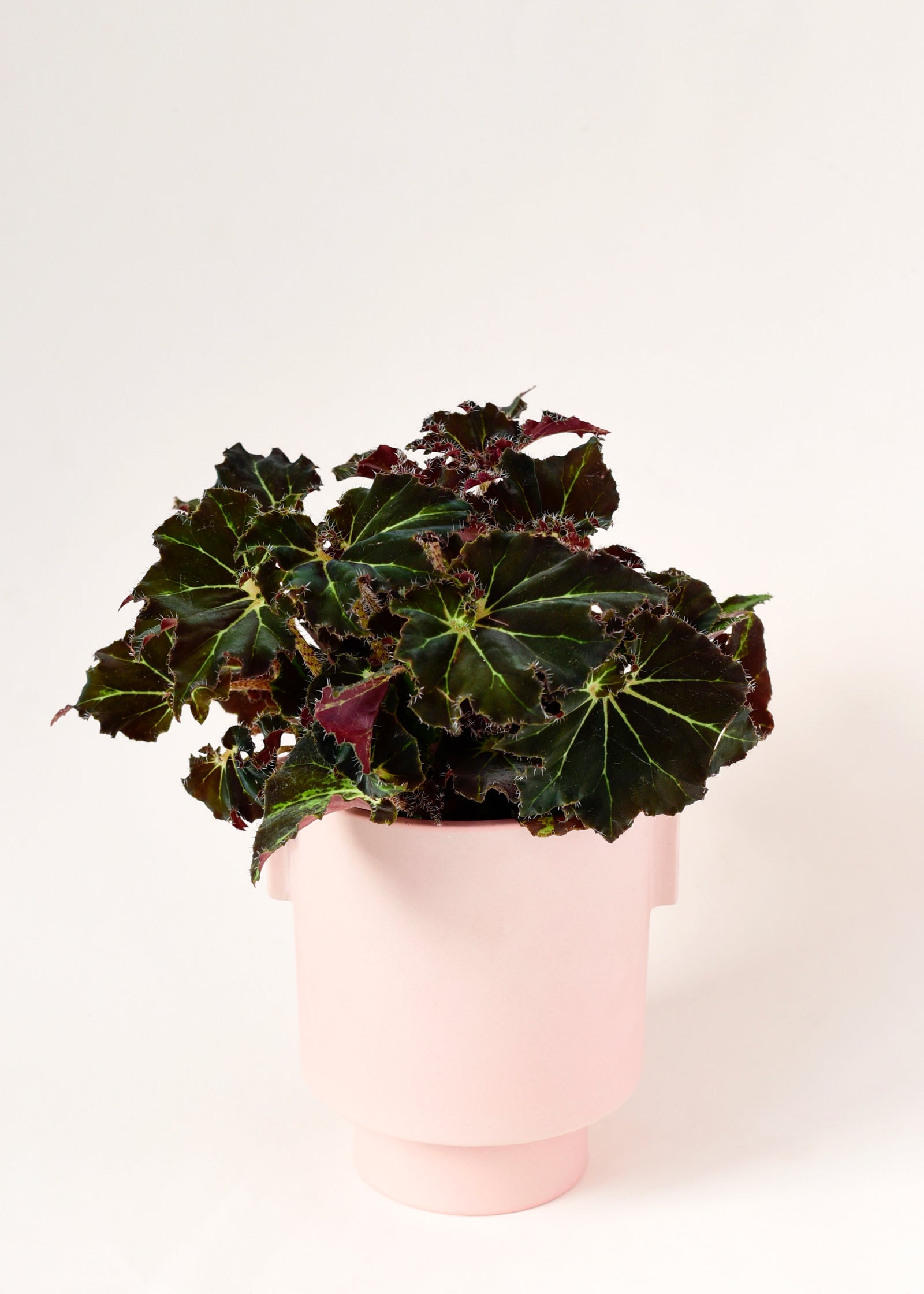 Begonia Rex Dark Mambo Medium