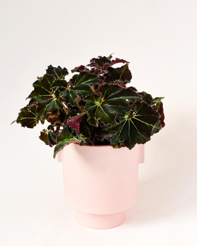begonia rex in a soft pink plant pot showing burgundy and deep green leaves