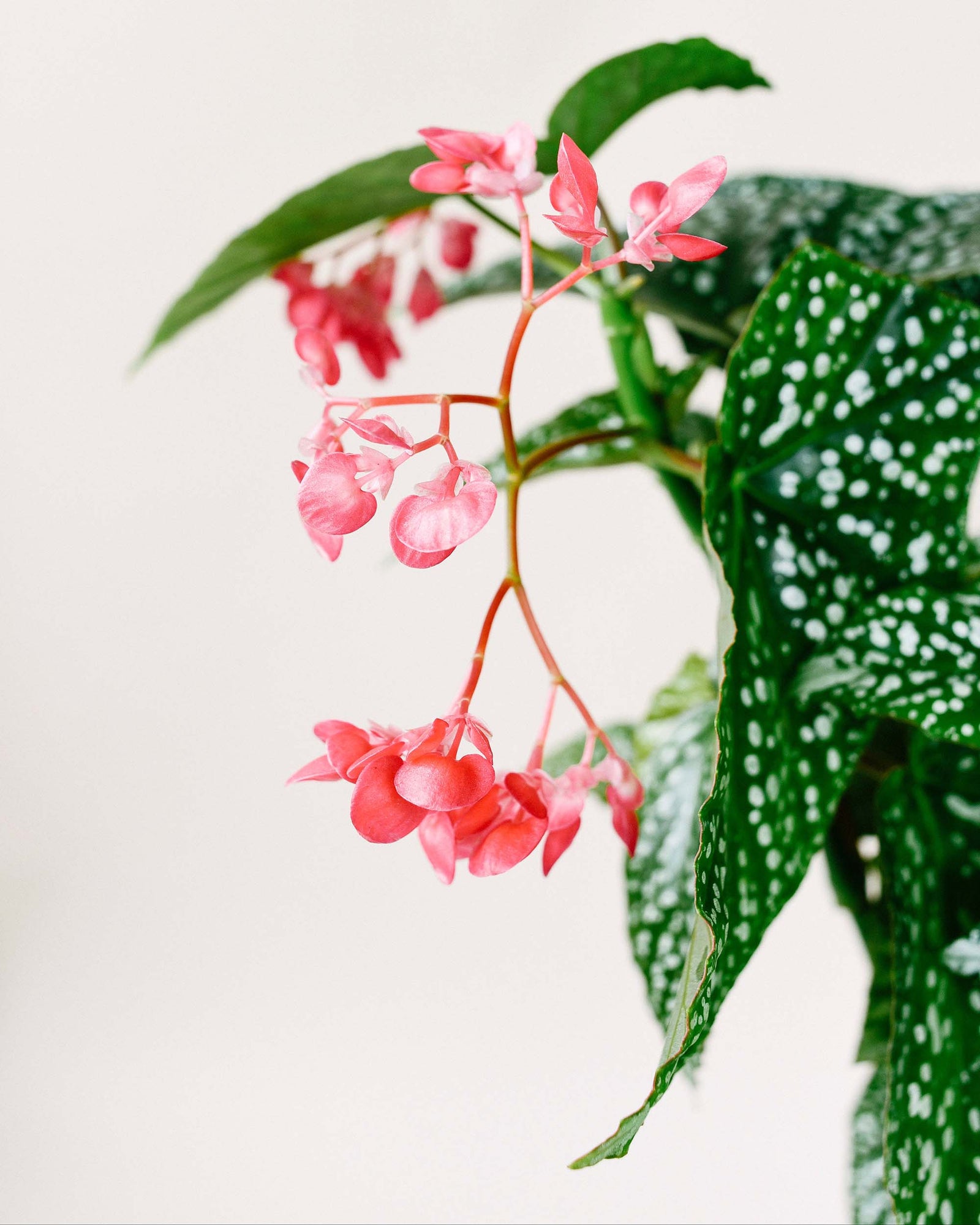 Close-up of a begonia double dot with pink flowers and green leaves on a light background