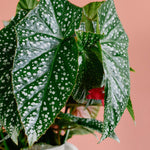 Begonia maculata 'Double Dot'