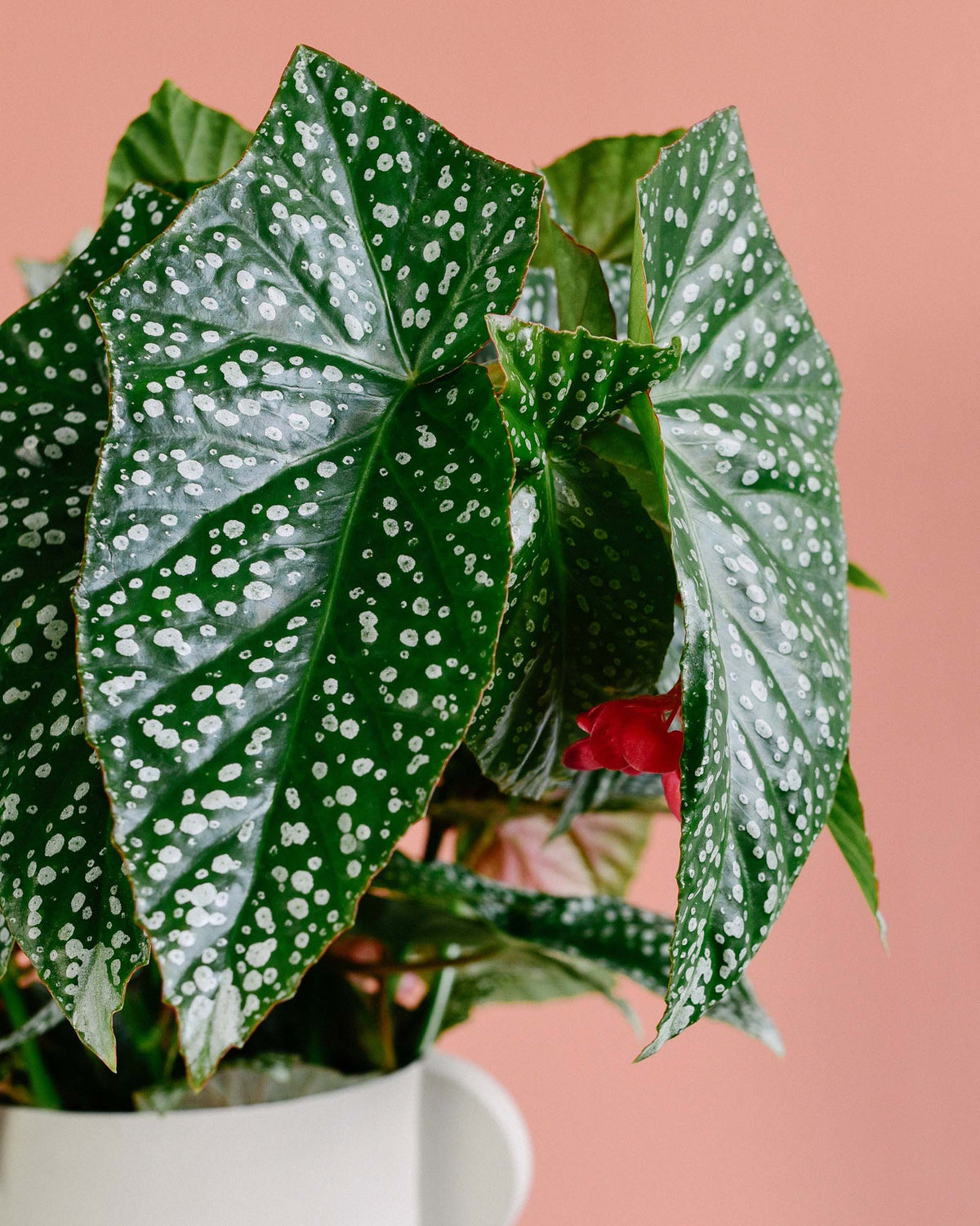 Begonia maculata 'Double Dot'