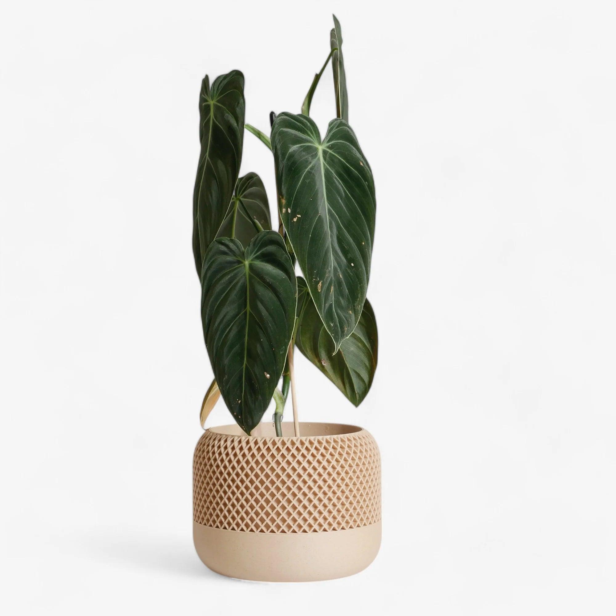 Minimum Design 'Apple' Planter | 3D Printed in France 3