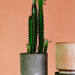 Euphorbia trigona Large