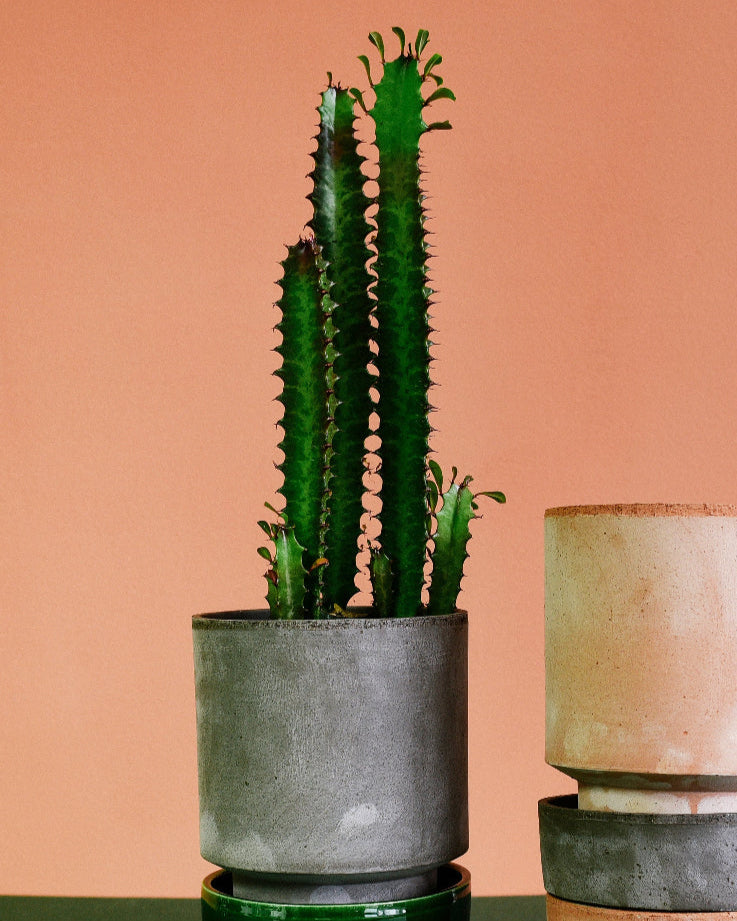 Euphorbia trigona Large