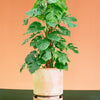 Monstera Deliciosa XL (Moss Pole Mounted)