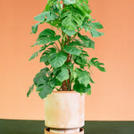Monstera Deliciosa XL (Moss Pole Mounted)