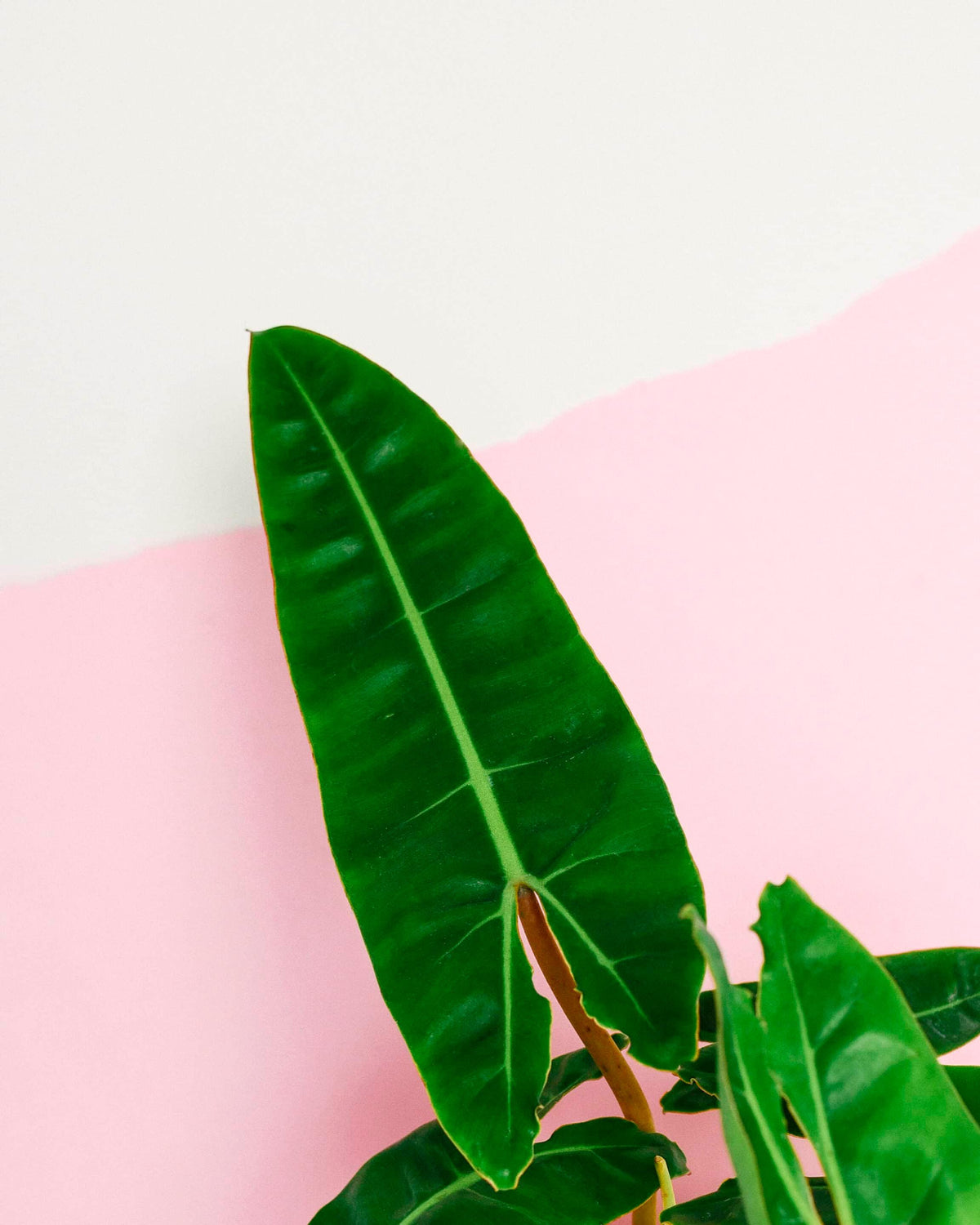 Healthy Philodendron Billietiae M. A perfect philodendron billietiae m for your indoor houseplant collection.