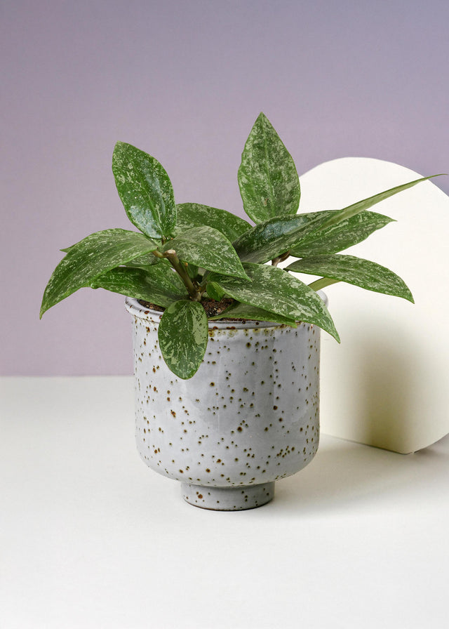 Hoya sp. Rangsan 'Star of Borneo' -  Plant Circle.