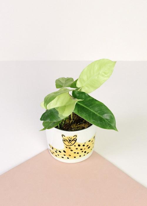 Philodendron 'Burle Marx' albo variegata baby by Plant Circle -  Plant Circle.