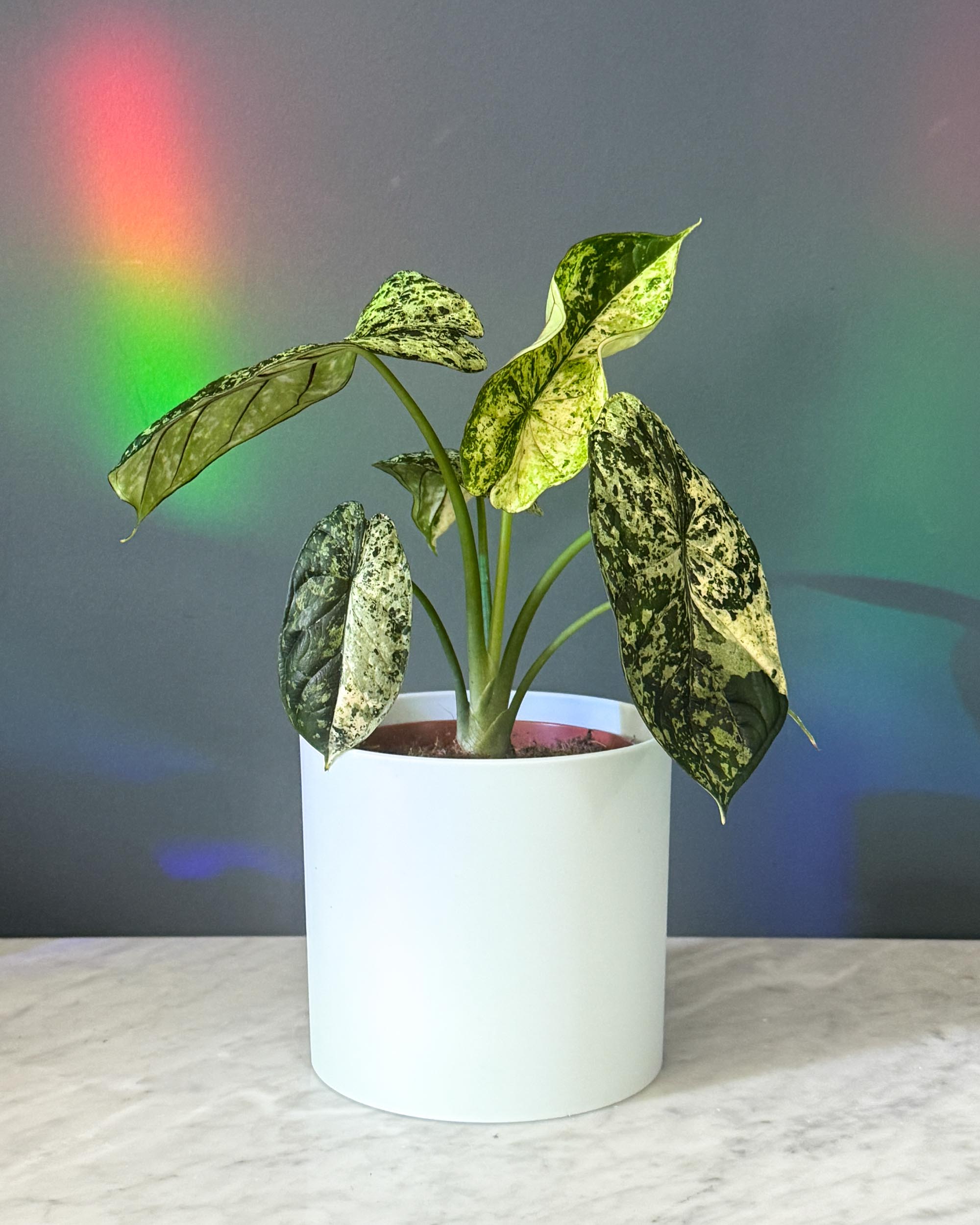 Alocasia baginda 'Dragon scale' Mint Variegata Medium | Plant Circle