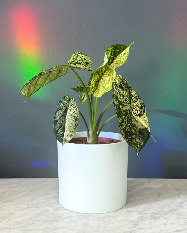 Alocasia baginda 'Dragon scale' Mint Variegata Medium -  Plant Circle.