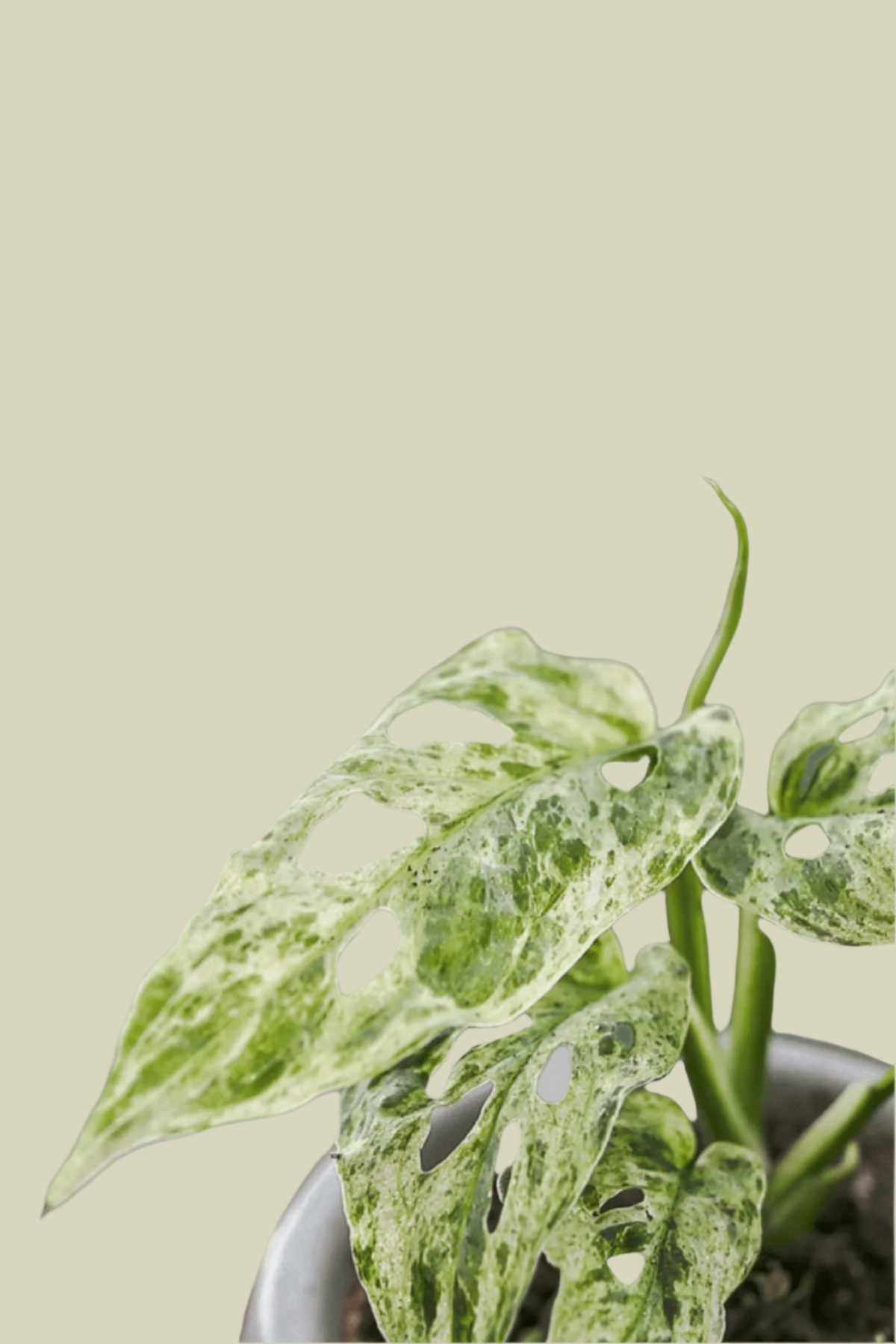 Monstera Adansonii Frozen Freckles Baby