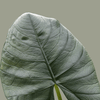 alocasia bisma