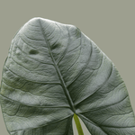 alocasia bisma