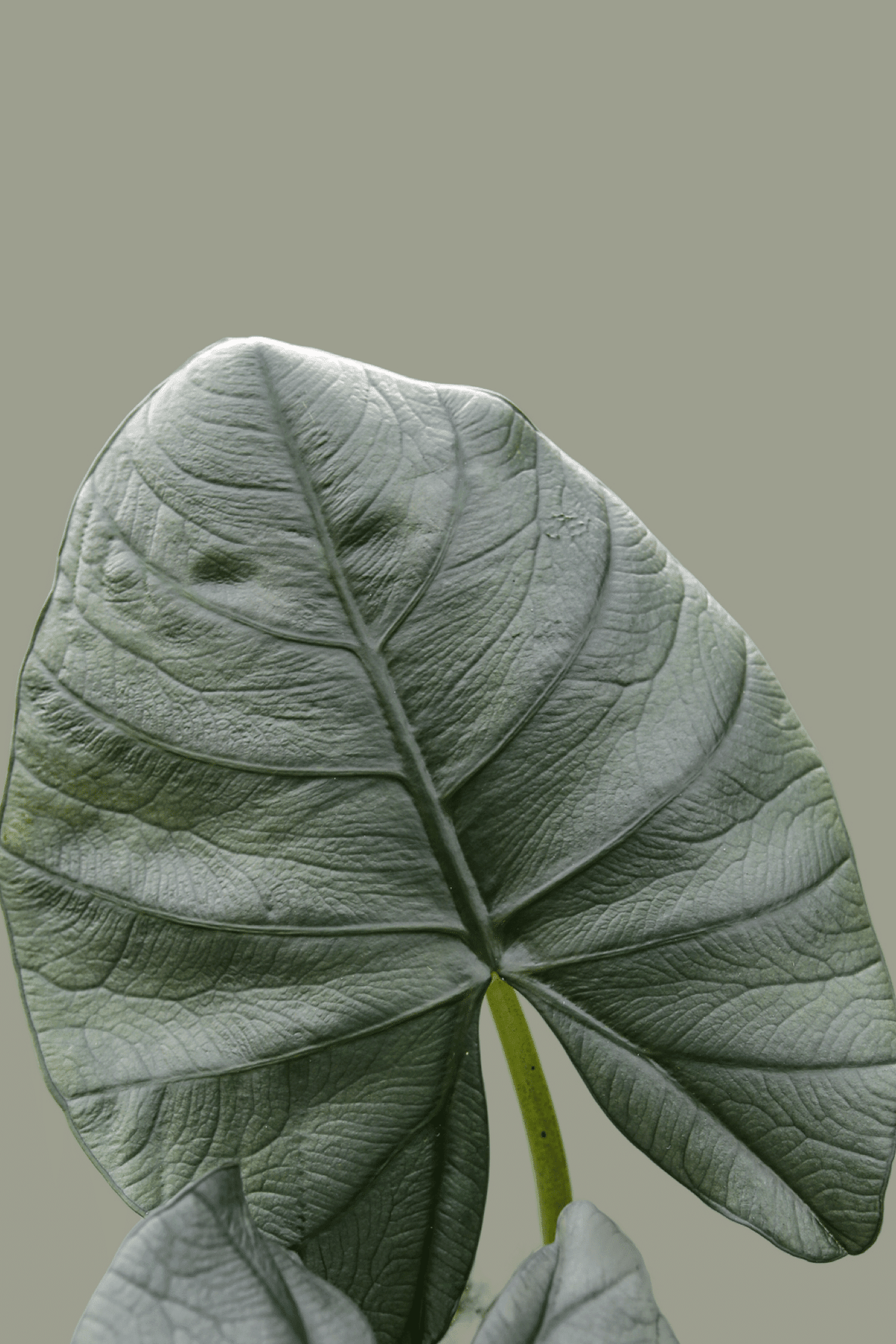 Alocasia sp Bisma – Medium, Approx. 20.0cm height – 12.0cm Pot Default Title 1