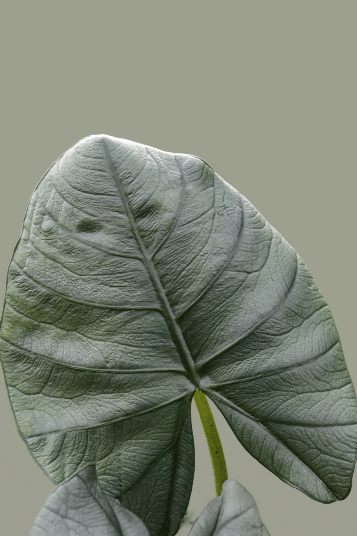 alocasia bisma