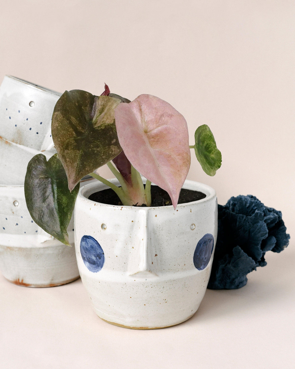 Baby Alocasia Cuprea 'Red Secret' Variegated -  Plant Circle.