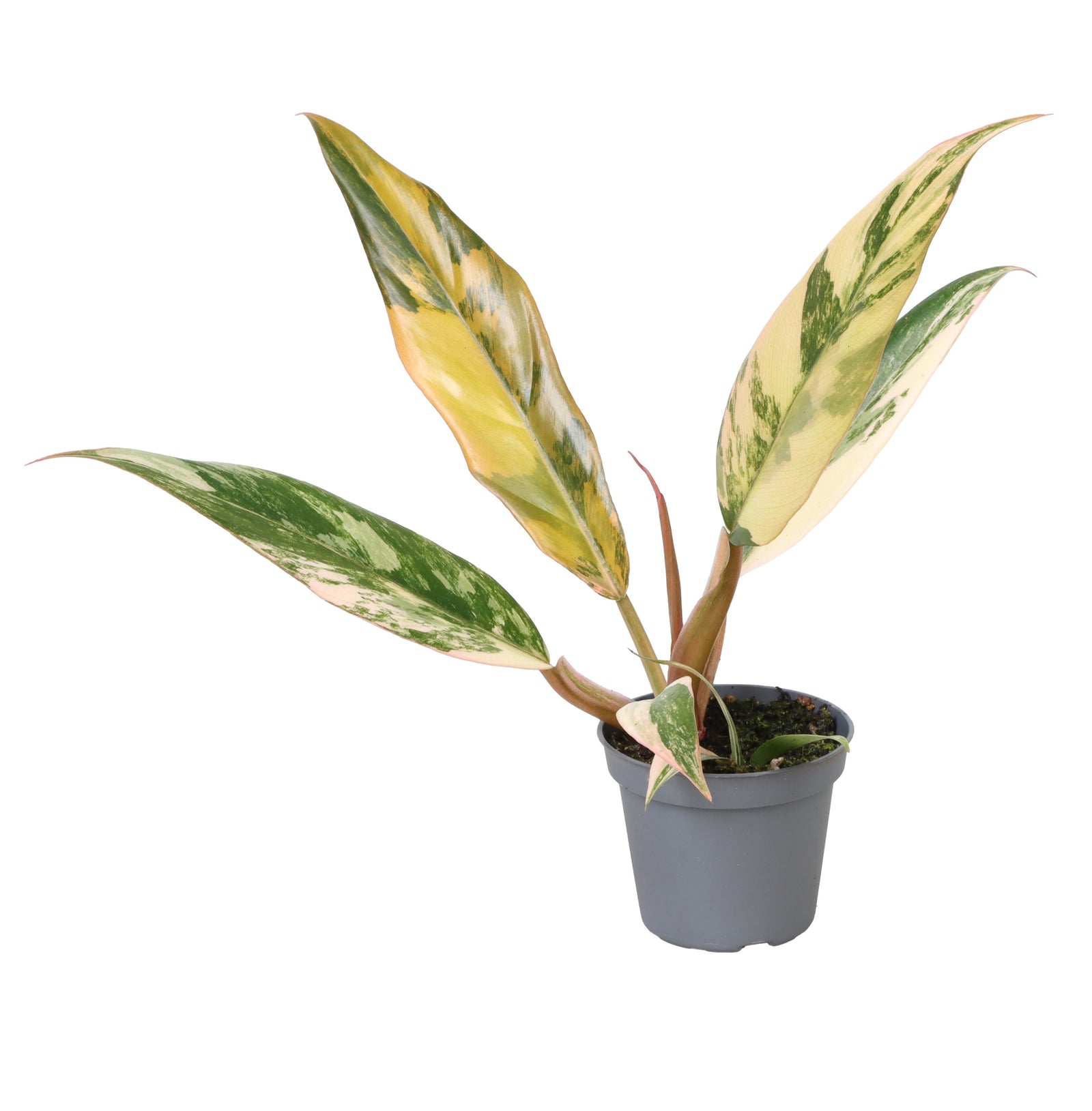 Potted caramel marble baby philodendron plant with green and yellow leaves on a white background
