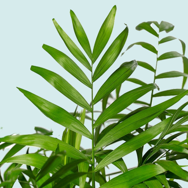 Chamaedorea elegans XL (Parlour Palm)