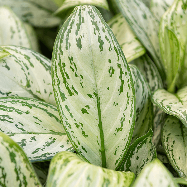 aglaonema christina Aglaonema 'Christina' Medium - low light beauty