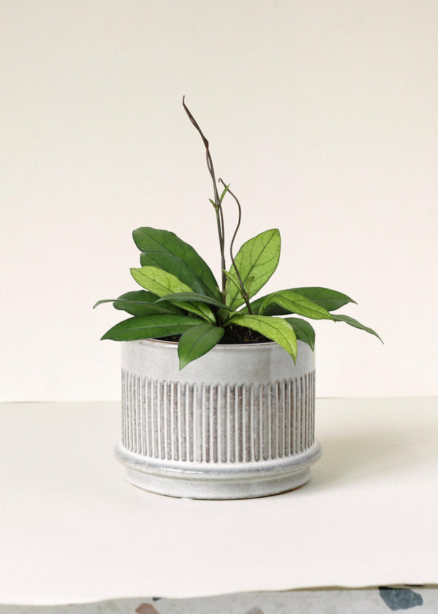 Hoya Crassipetiolata (Medium, 12cm pot, 25cm height) -  Plant Circle.