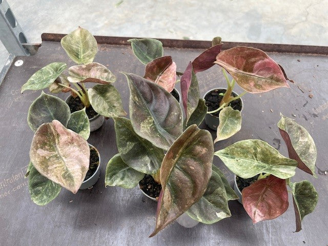 Baby Alocasia Cuprea 'Red Secret' Variegated