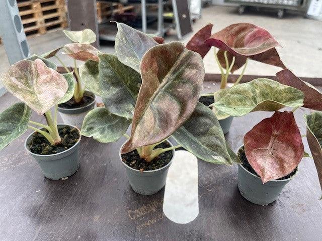 Baby Alocasia Cuprea 'Red Secret' Variegated -  Plant Circle.