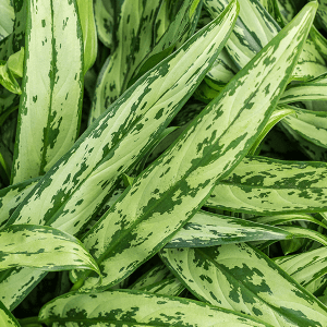 Aglaonema 'Cutlass' Medium -  Plant Circle.