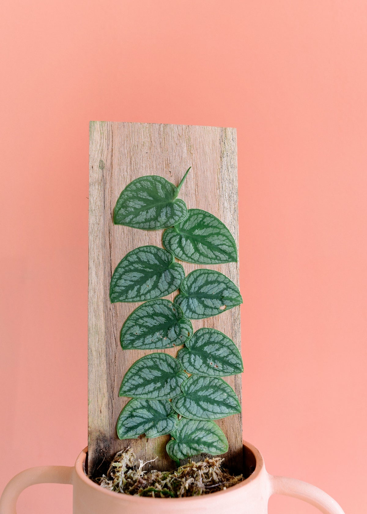 Monstera Dubia