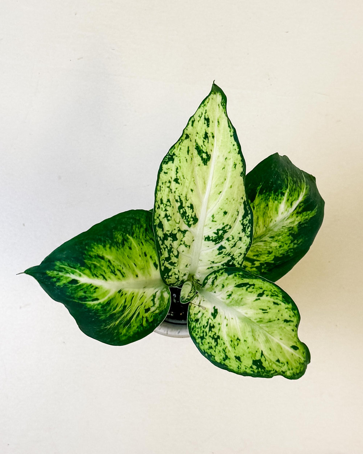 Top view of Dieffenbachia ‘Amy’ baby plant showing large marbled leaves in green and white.
