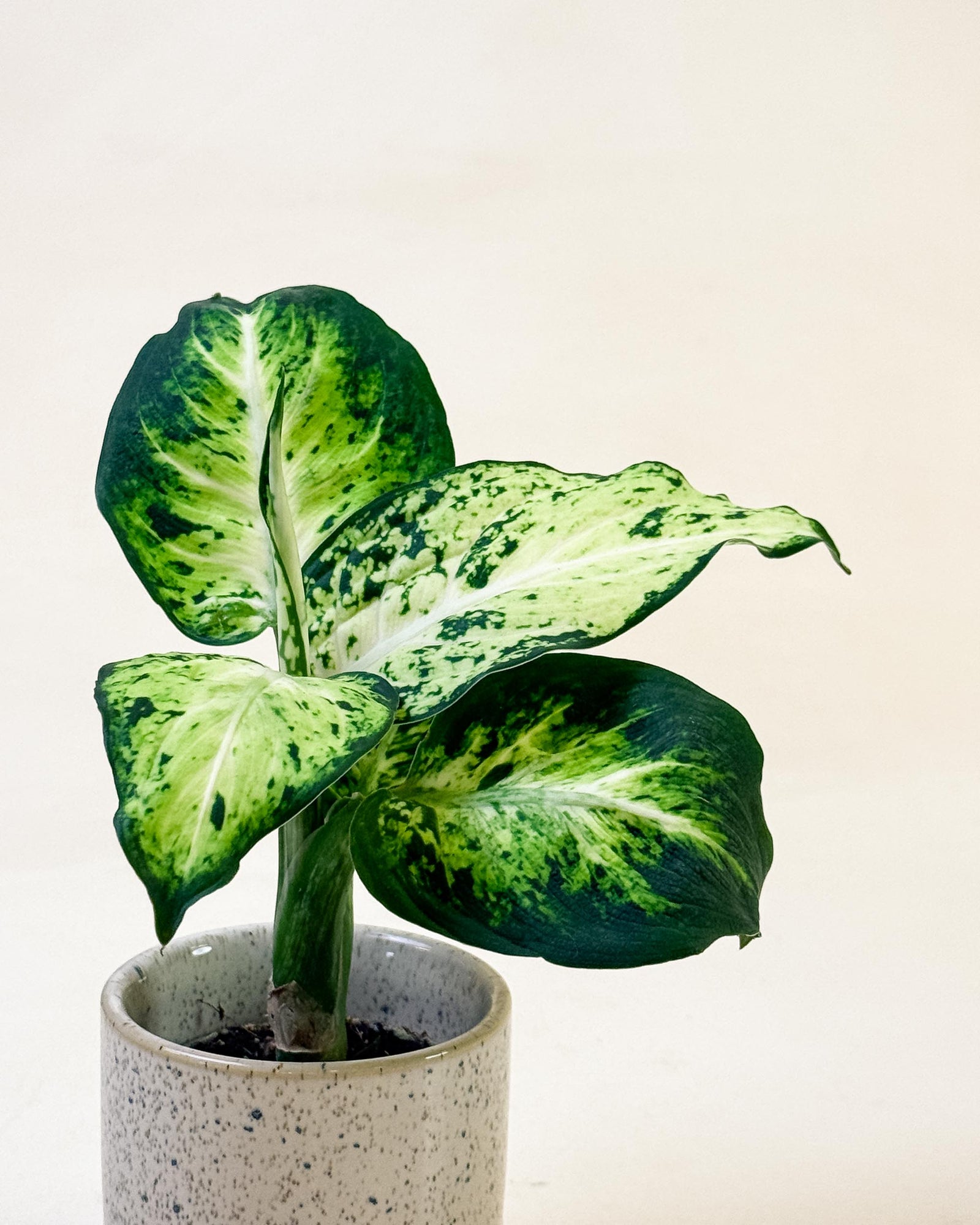 Dieffenbachia maculata ‘Amy’ baby in modern pot with vibrant, patterned foliage.
