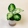 Baby Dieffenbachia maculata ‘Amy’ in speckled pot with bold green and creamy white variegated leaves.
