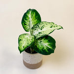 Baby Dieffenbachia maculata ‘Amy’ in speckled pot with bold green and creamy white variegated leaves.
