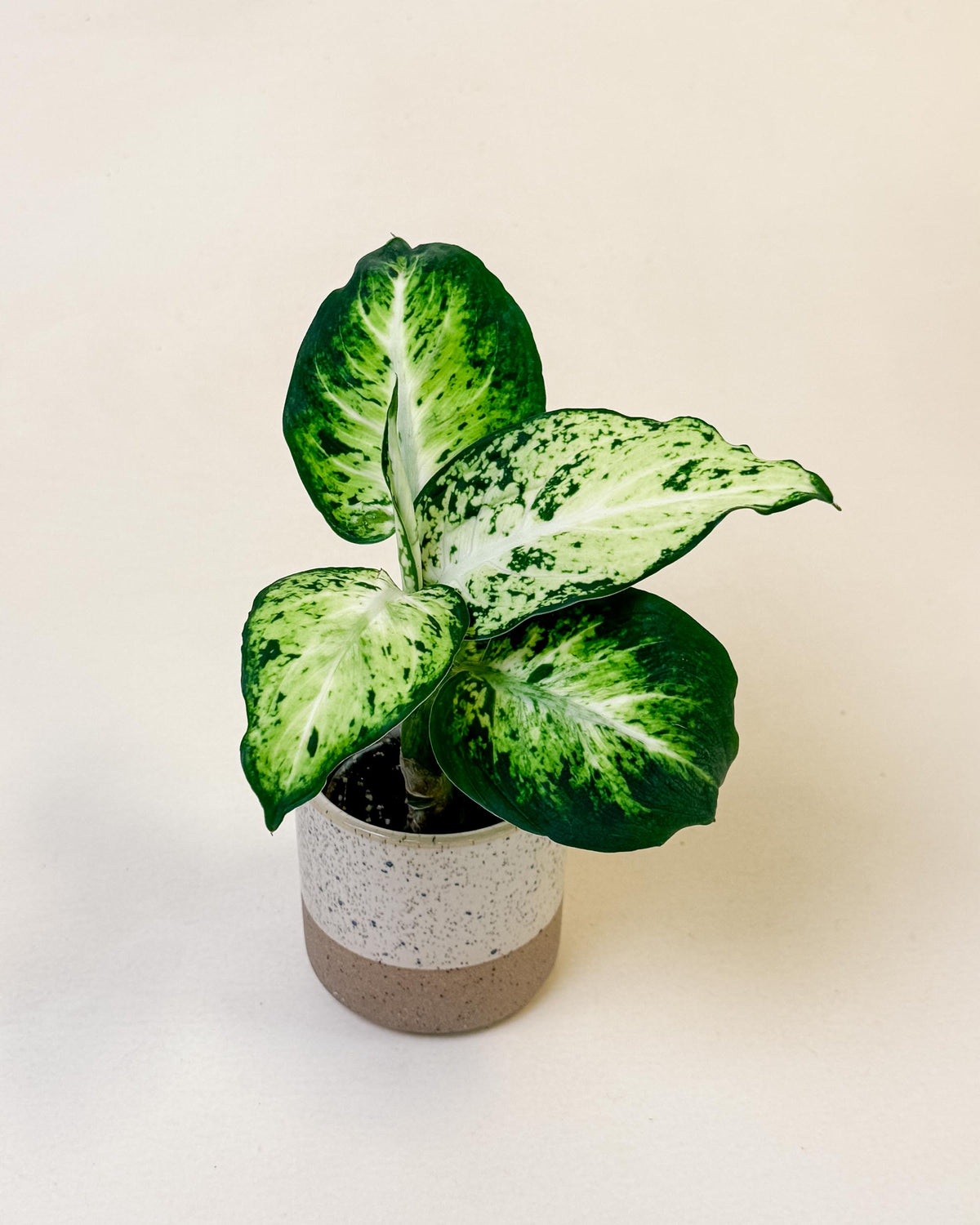 Baby Dieffenbachia maculata ‘Amy’ in speckled pot with bold green and creamy white variegated leaves.
