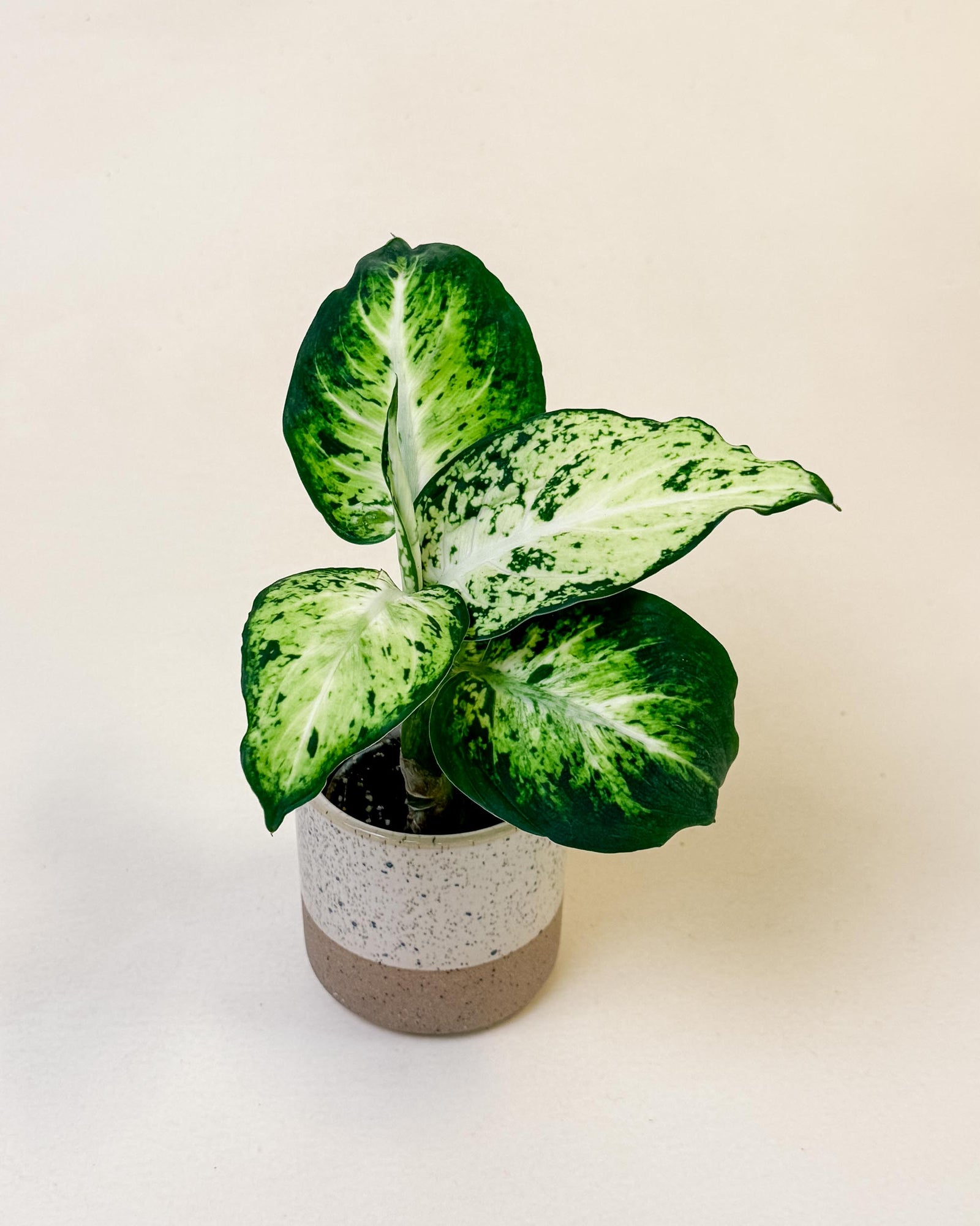 Baby Dieffenbachia maculata ‘Amy’ in speckled pot with bold green and creamy white variegated leaves.
