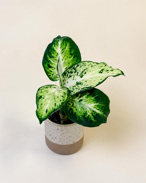 Dieffenbachia Maculata 'Amy' Baby