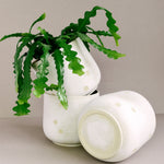 Three white ceramic planters with small gold polka dots, one filled with a green trailing Fishbone Cactus and two standing empty, on a neutral light gray background.