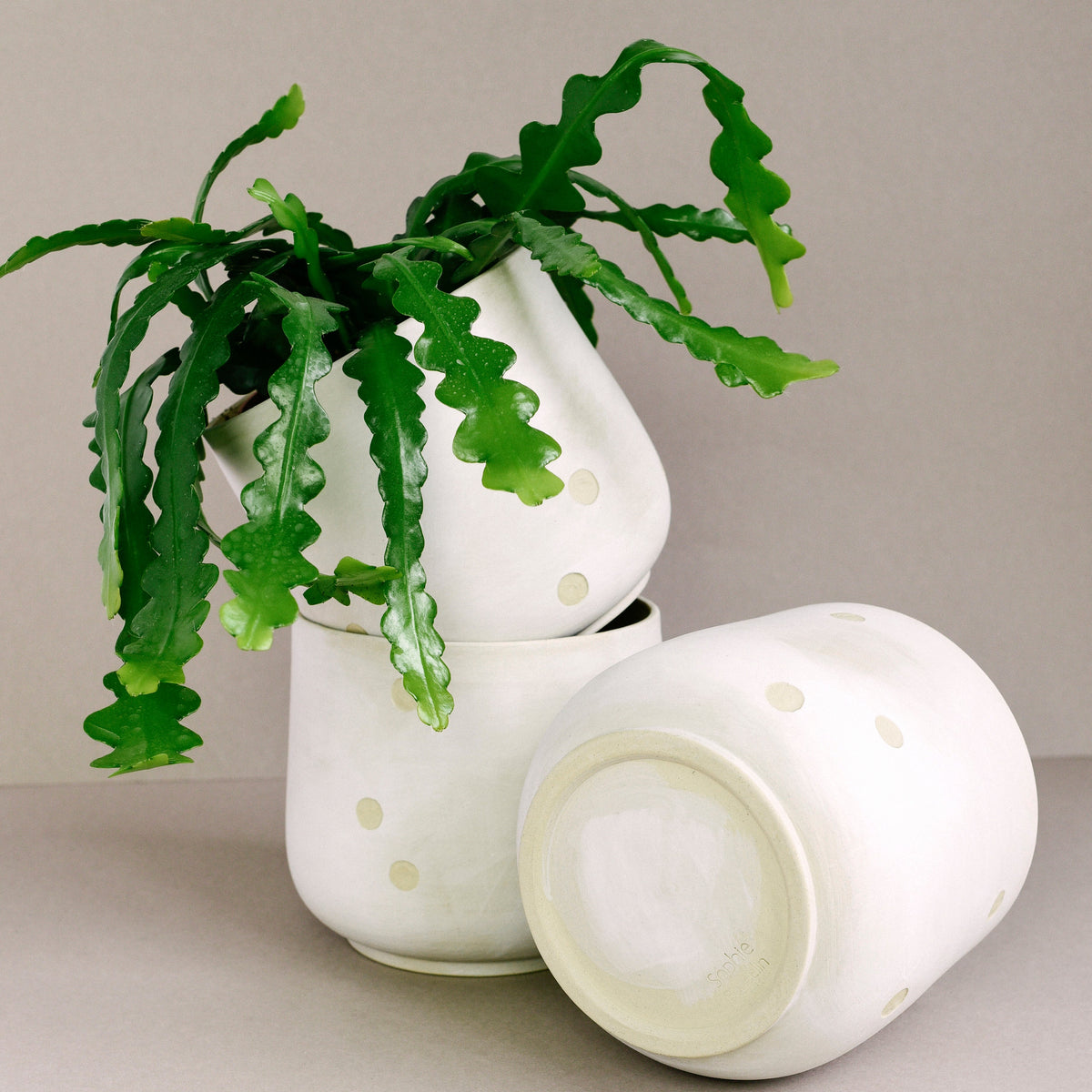 Three white ceramic planters with small gold polka dots, one filled with a green trailing Fishbone Cactus and two standing empty, on a neutral light gray background.