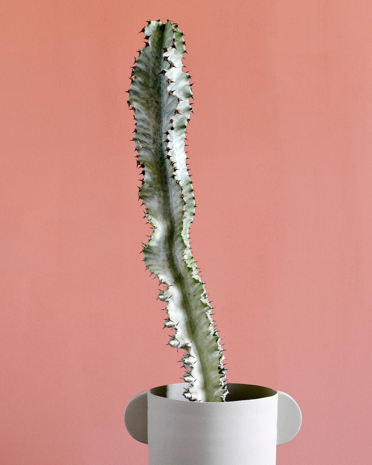 Euphorbia Ingens Marmorata