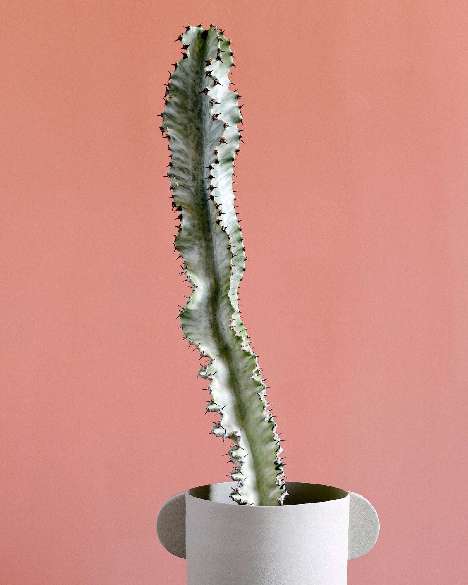 Euphorbia Ingens Marmorata L by Plant Circle – Large, Approx. 70.0cm height by Plant Circle – 21.0cm Pot