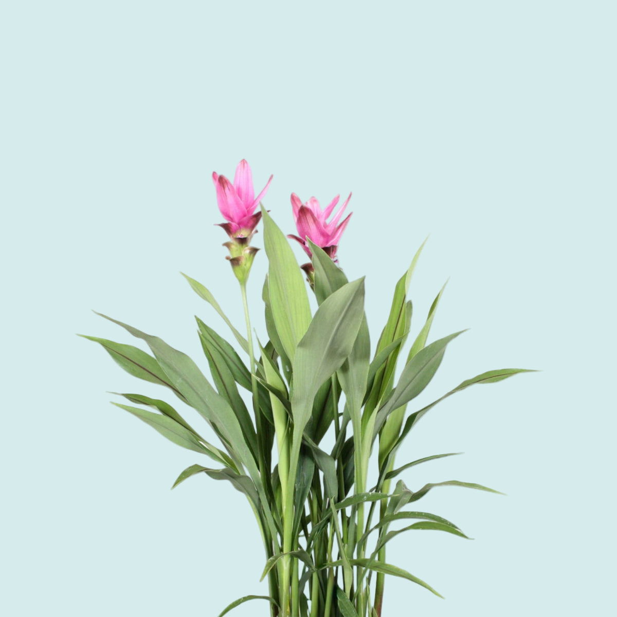 Curcuma 'Siam Splash' Medium