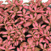 Fittonia albivenis ‘Forest Flame’ Baby close up photo of many baby plants together with green and red variegated leaves